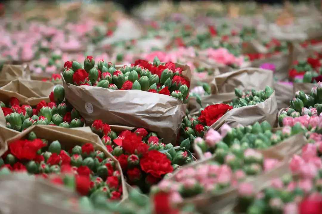 Antalya'dan Dünyaya Aşk Sevkiyatı 5